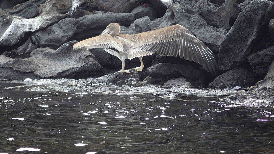 A pelican spreads its wings. 
